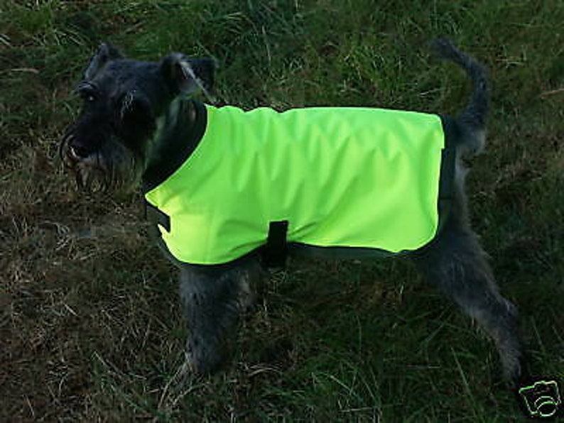 May include: A small, gray dog wearing a bright neon green dog coat. The coat has a black trim and a black buckle closure. The dog is standing in a grassy area.