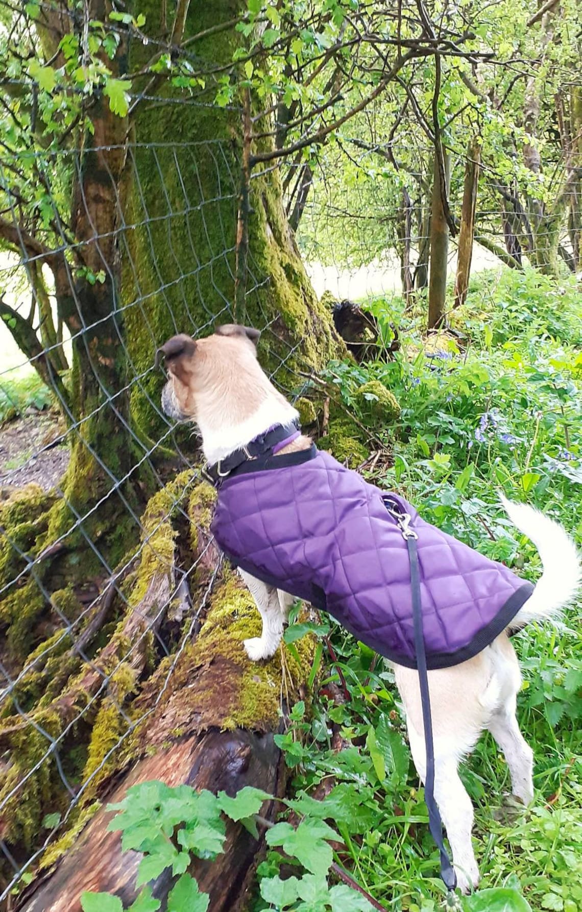 Waterproof Quilted Dog Coat Fleece Lined Purple & Black Etsy UK
