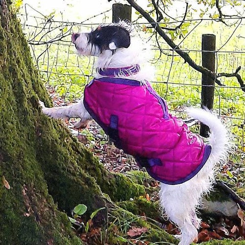 Waterproof Quilted Dog Coat Fleece Lined Navy or Chocolate Etsy UK