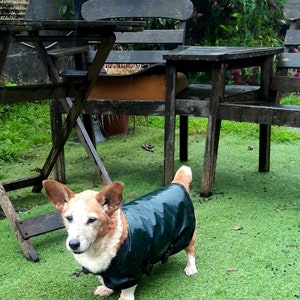 May include: A small, tan and white dog wearing a dark green raincoat stands on a green lawn. The dog is looking at the camera. There are wooden chairs and a table in the background.