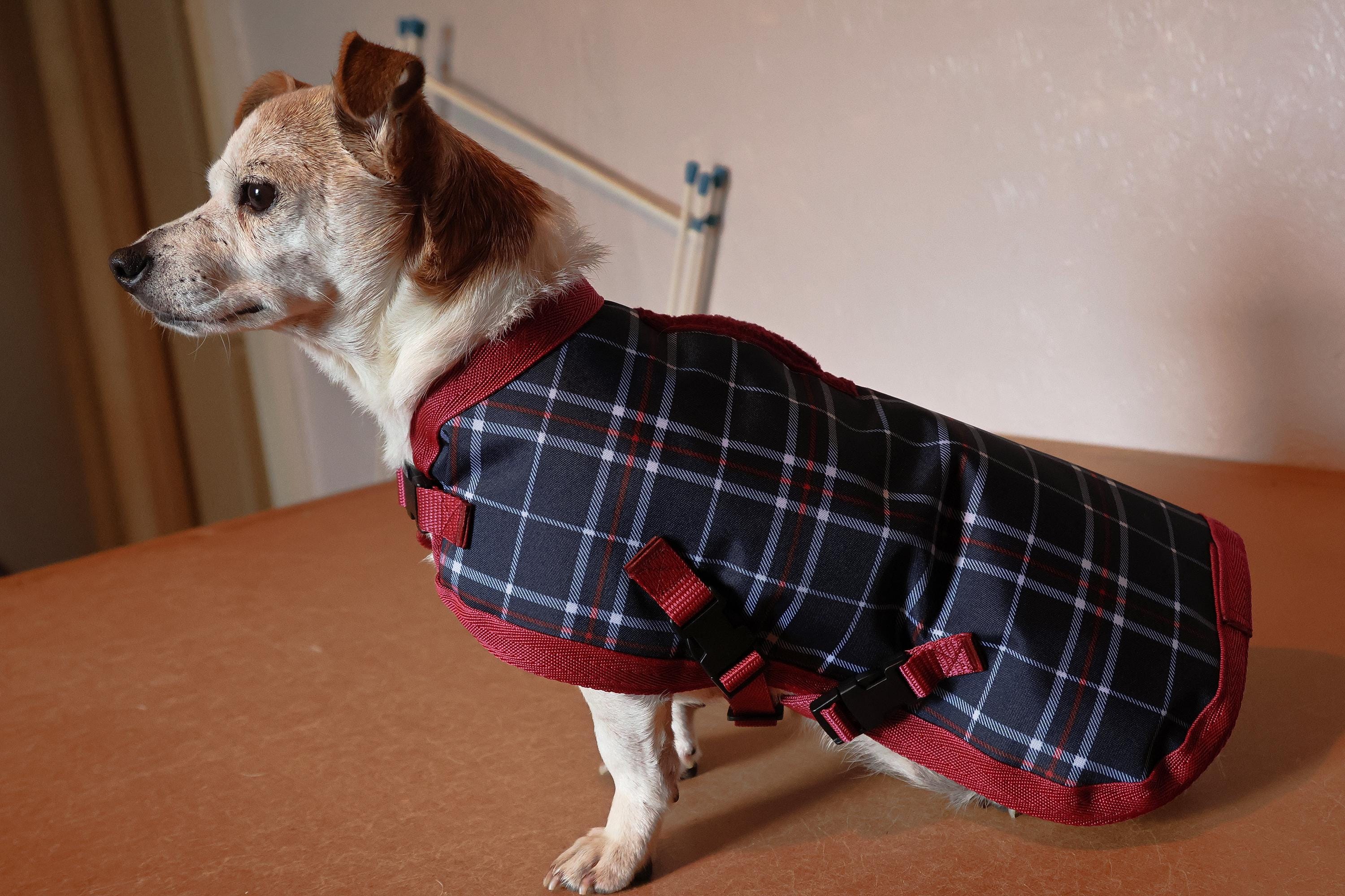 Cavalier King Charles Spaniel Raincoat UK