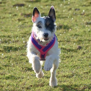 May include: A white and black dog wearing a purple and pink harness runs across a grassy field.