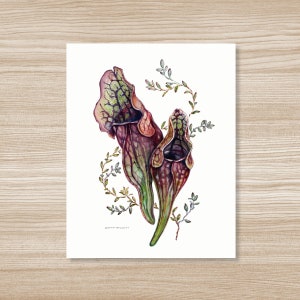 Kannenpflanze Aquarell Kunstdruck