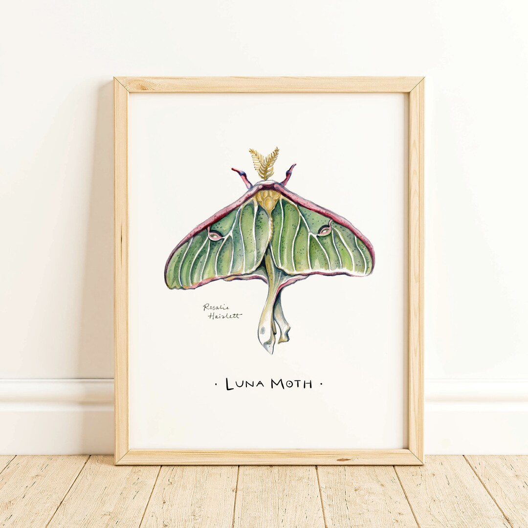 Luna Moth - Watercolor Nature Art Print - Etsy