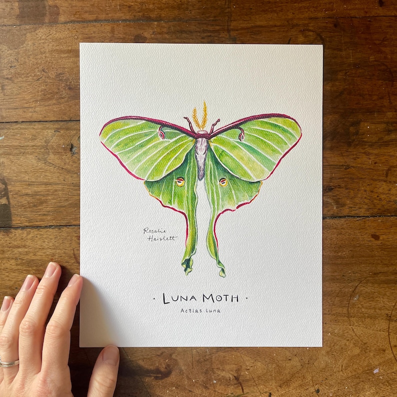 Luna Moth - Watercolor Nature Art Print - Etsy