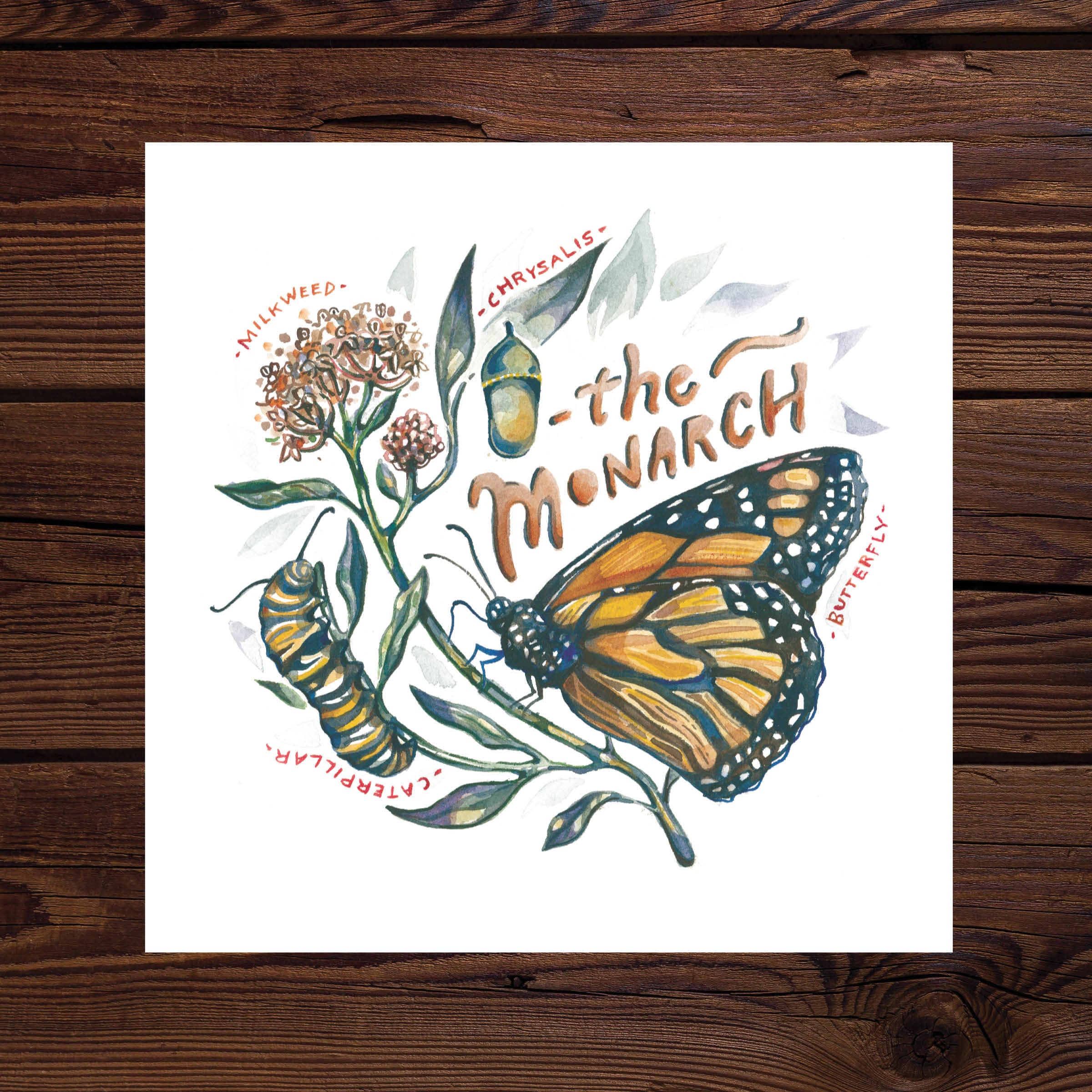 Monarch Butterfly Lifecycle Watercolor Art Print Etsy