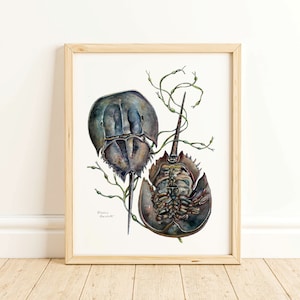 Hufeisenkrabbe - Nautische Aquarell Natur Kunstdruck