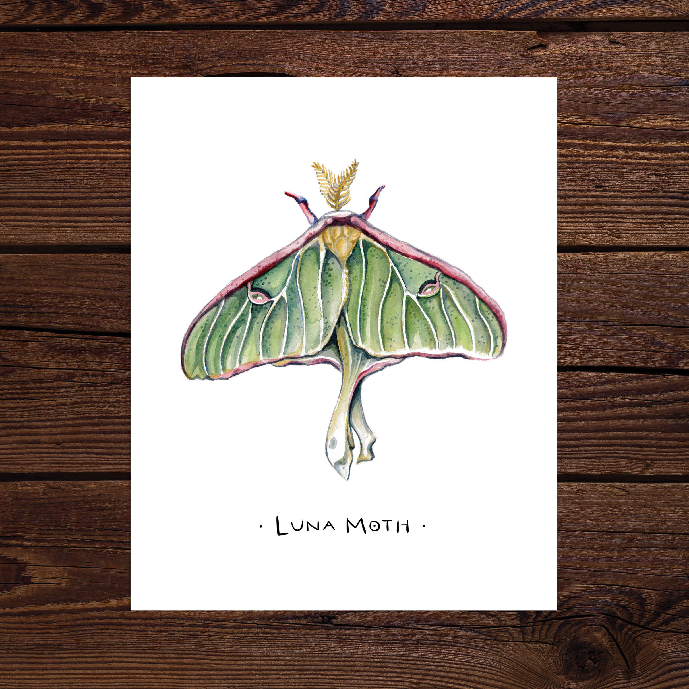 Luna Moth Watercolor Art Print | Etsy