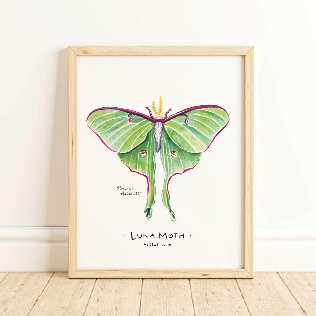 Luna Moth - Watercolor Nature Art Print - Etsy