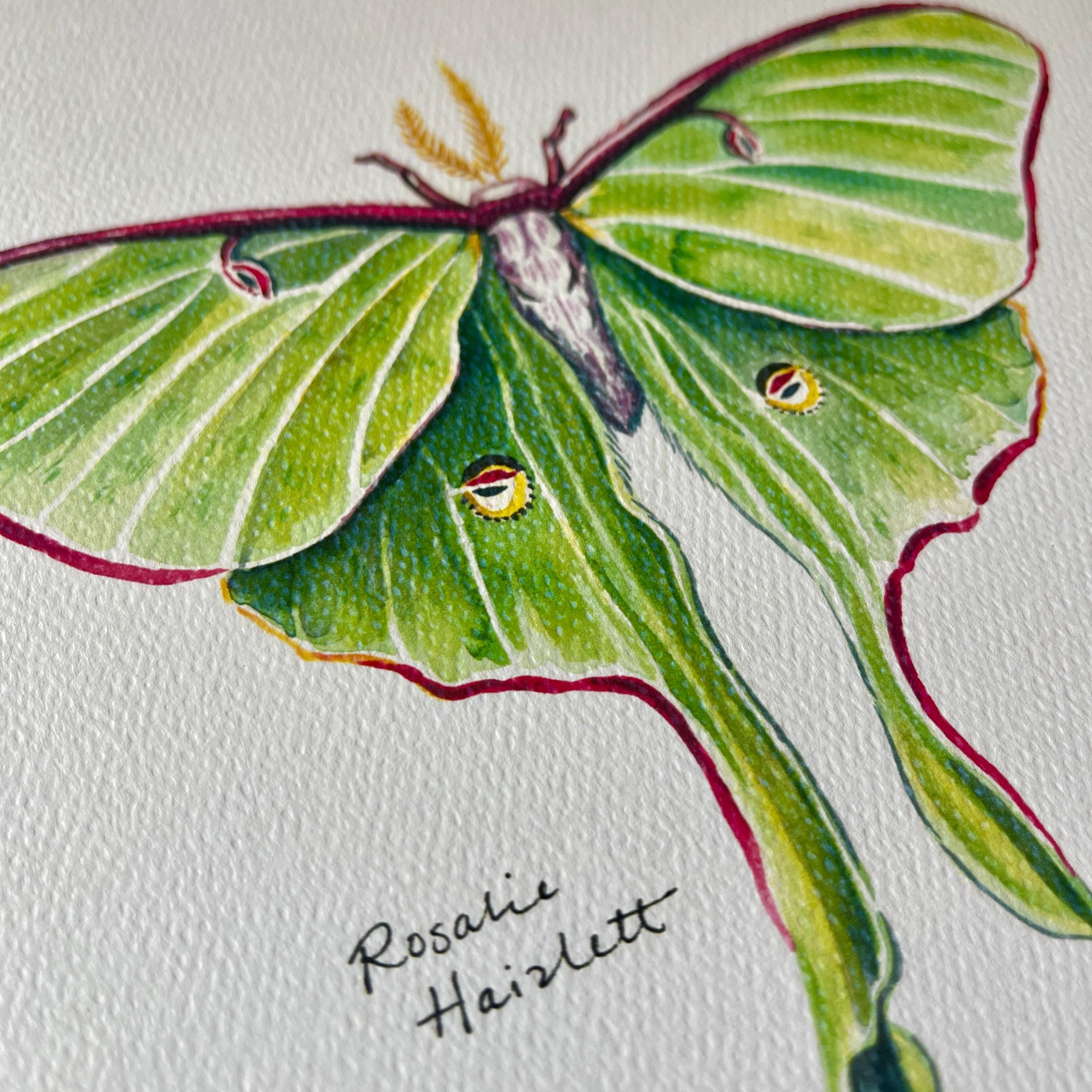 Luna Moth - Watercolor Nature Art Print - Etsy