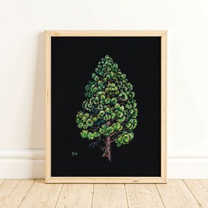 Ponderosa Pine - Fine Art Print