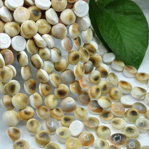 Natural Shiva Eye Shell Cabochons，Shiva Eye Shell Disc Beads，Flat Round Beads，Spiral Pattern Ocean Style for Jewelry Making DIY Bracelet