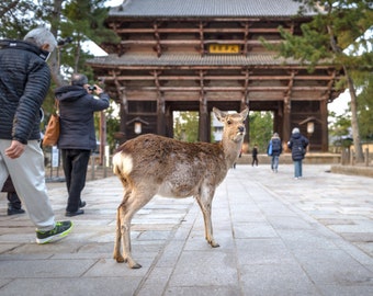 Sacred Deer Photography, Nara Park Japan, Todaiji Temple, Japanese Photography