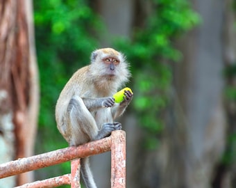 Monkey Photography