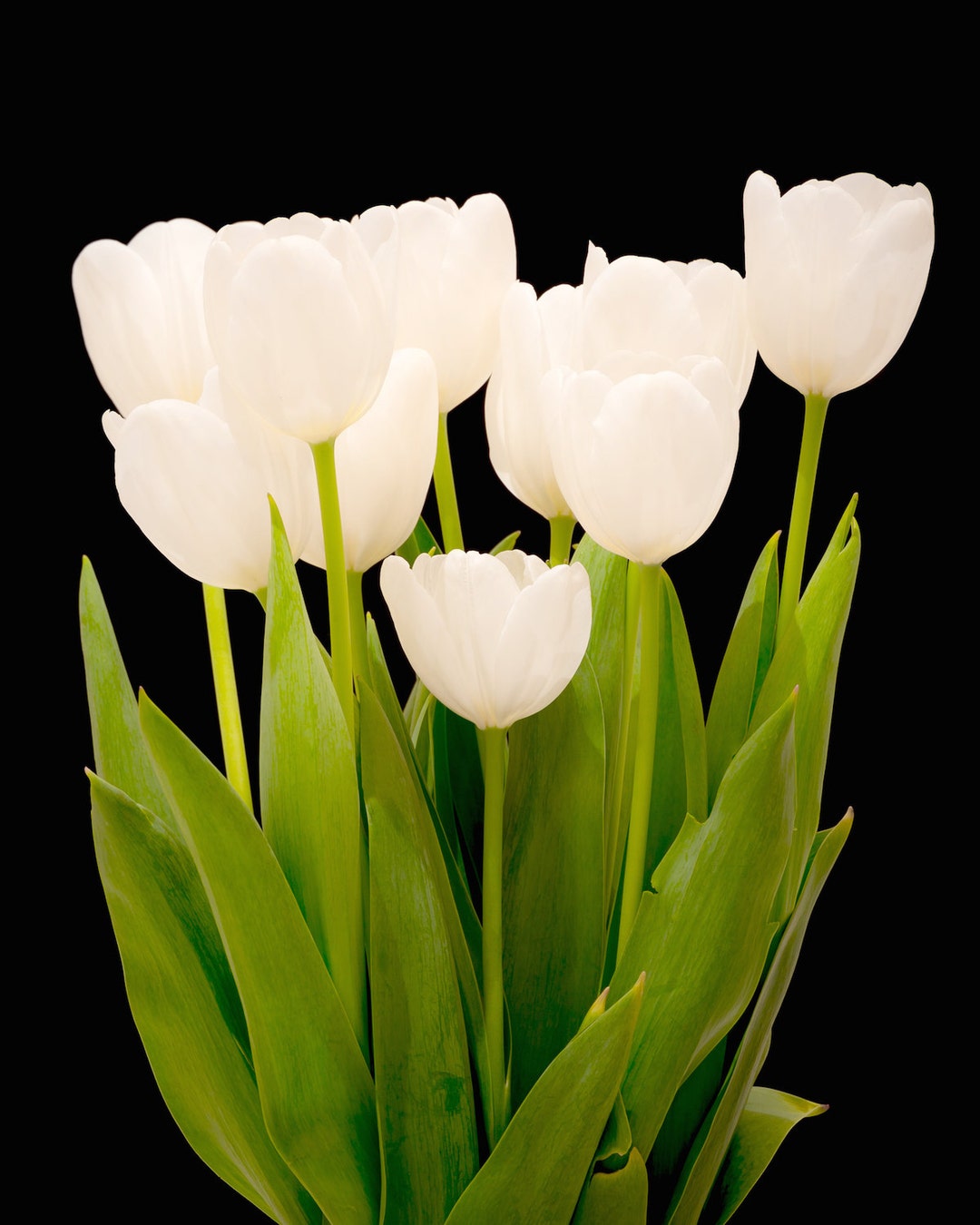 White Tulip Art Tulip Photography Tulip Print Tulip Wall Etsy