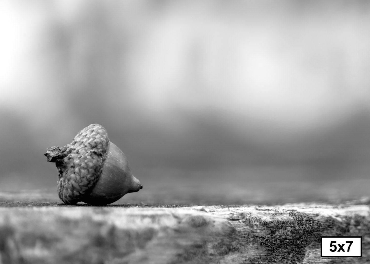 Nature Photography Black and White Art Nature Print Black and White