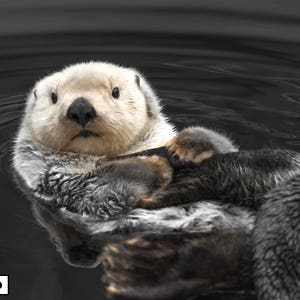 Sea Otter Print, Cute Animal Photography, Animal Print, Otter Art, Sea Otter Photography image 2