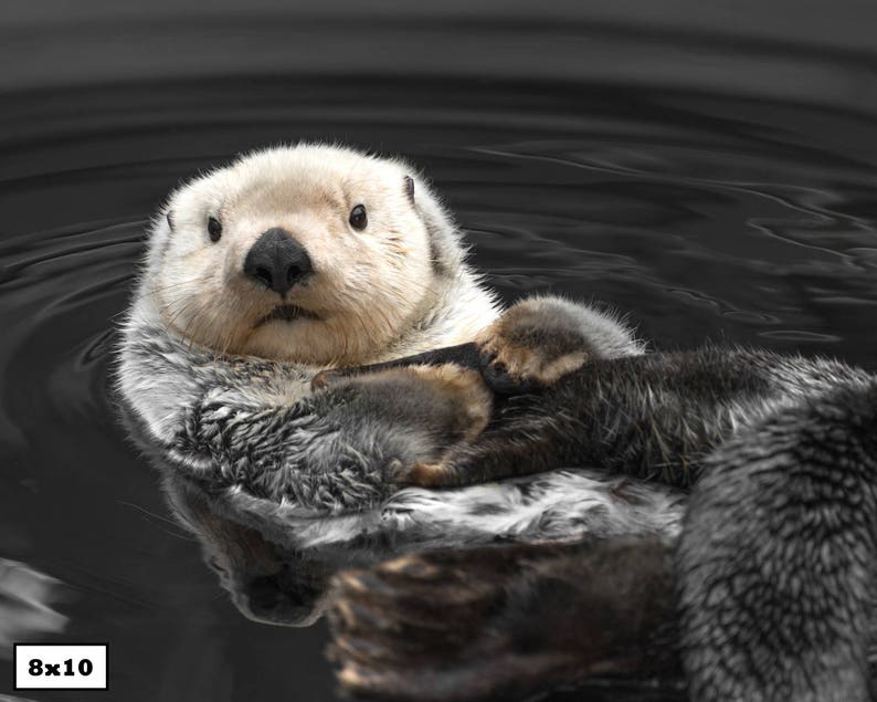 Sea Otter Print, Cute Animal Photography, Animal Print, Otter Art, Sea Otter Photography image 2