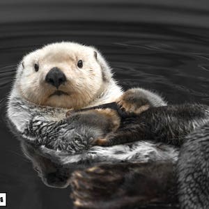 Sea Otter Print, Cute Animal Photography, Animal Print, Otter Art, Sea Otter Photography image 4