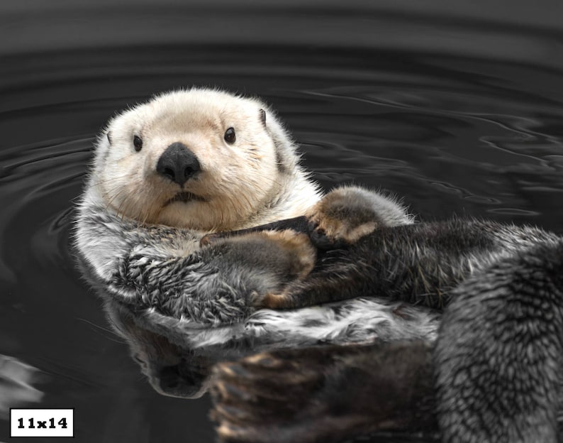 Sea Otter Print, Cute Animal Photography, Animal Print, Otter Art, Sea Otter Photography image 4
