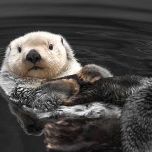 Sea Otter Print, Cute Animal Photography, Animal Print, Otter Art, Sea Otter Photography image 5