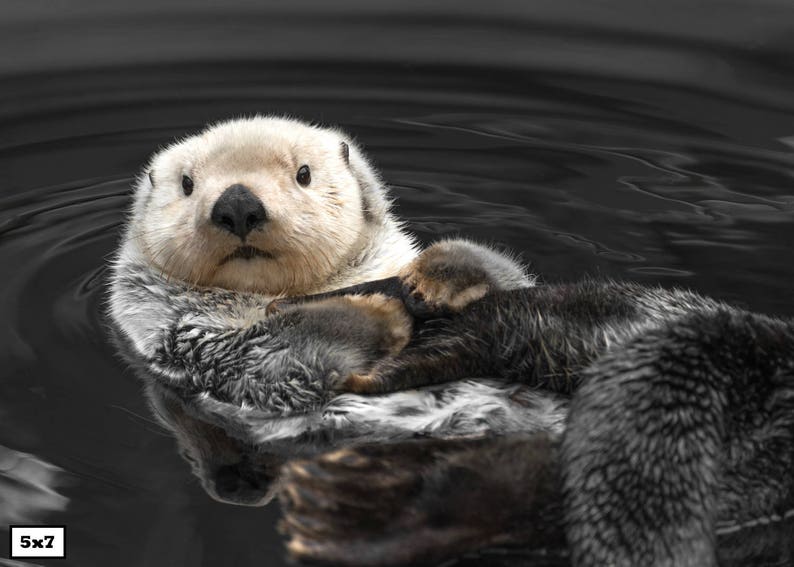 Sea Otter Print, Cute Animal Photography, Animal Print, Otter Art, Sea Otter Photography image 5