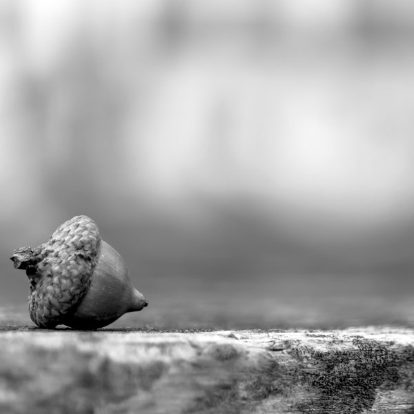 Nature Photography Black and White Art Nature Print Black and White Print Acorn Print Rustic Home Decor Fall Photography