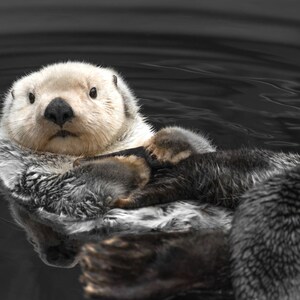 Sea Otter Print, Cute Animal Photography, Animal Print, Otter Art, Sea Otter Photography image 3