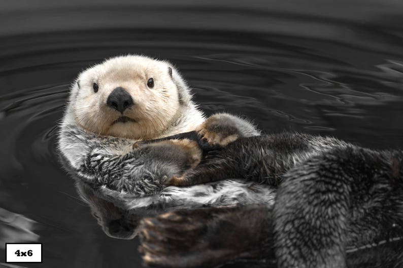 Sea Otter Print, Cute Animal Photography, Animal Print, Otter Art, Sea Otter Photography image 3