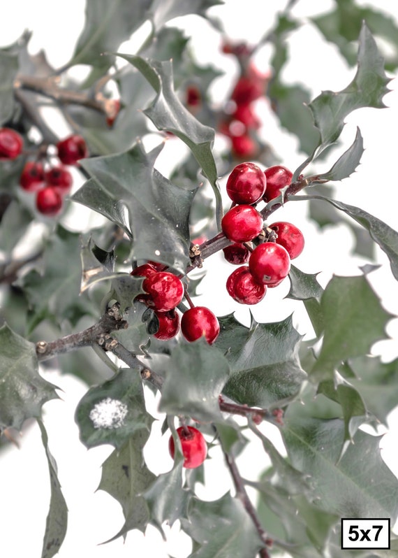 Holly Print Christmas Print Christmas Season Christmas Art Etsy