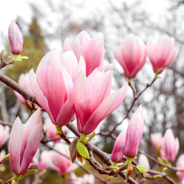 Magnolia Flower Print, Magnolia Photography, Magnolia Print, Magnolia Art, Fine Art Print, Spring Home Decor