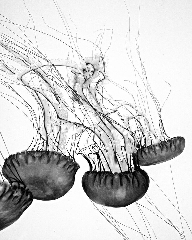 Download Jellyfish Art Ocean Wall Art Jellyfish Wall Art Jellyfish Print Jellyfish Photography Ocean Photography Black White Art Collectibles Delage Com Br