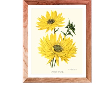 Sunflower Wall Art, Yellow Flower Art, Yellow Botanical Wall Art, Sunflower Print, Yellow flower print, Sunflower poster, Sunflower art