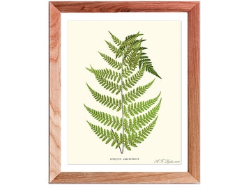 Fern Wall Art, Leaf  Wall Art, vintage fern print, Botanical fern Print, leaf wall art, Fern Poster, Fern Print, botanical leaf print,