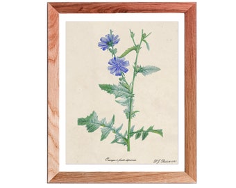 Blue Botanical wall Art, Blue Flower Print, Chicory Print, Blue Flower wall Art, Botanical Wall Art, Chicory wall Art, Blue Flower Poster