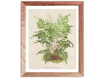 Fern prints, botanical wall art, Fern Wall Art, botanical prints, Fern, cottagecore decor, housewarming gift, ferns, Woodwardia