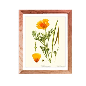 California Poppy Print, State Flower Print, State Flower of California, Golden Poppy print, Yellow Flower Print, CA flower print