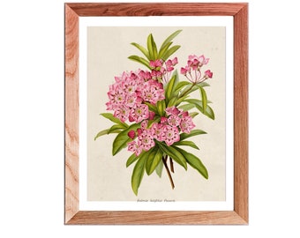 Pennsylvania State Flower, PA State Flower, Connecticut Flower, CT State Flower, state flower print, mountain laurel print, Kalmia wall art,