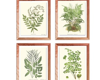 Fern prints, cottagecore, Fern wall art, Botanical prints, housewarming gift, botanical wall art, house warming gift, nature wall art