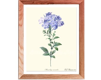 Blue Botanical wall Art, Blue Flower wall Art,  Blue Flower wall Art, Botanical Wall Art, Blue Flower Poster, Plumbago wall art,