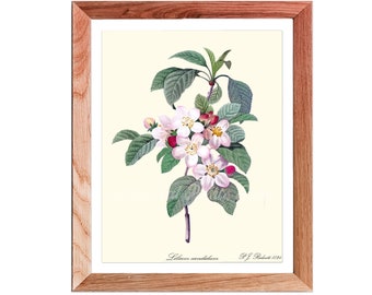 Arkansas State Flower Print, Apple blossom print, Arkansas State Flower Wall Art, blossom art, Apple blossom Wall Art, Arkansas flower