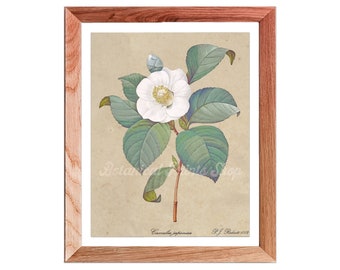 White botanical print, White Camellia Wall Art, White Camellia Print, White flower Print, White flower wall art, neutral botanical print,