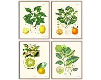 Citrus Wall Art, Citrus Prints Set, Kitchen Wall Art, Fruit wall art, Lemon wall art, orange and lemon prints,