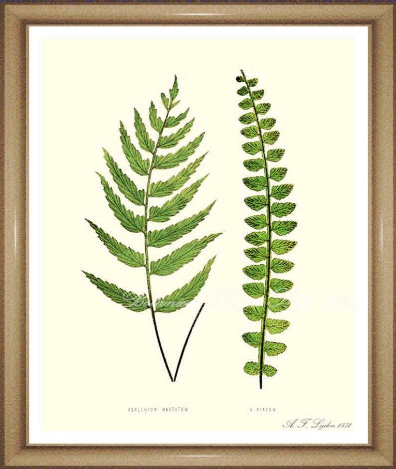 printable-botanical-print-fern-print-no-16-instant-download-etsy