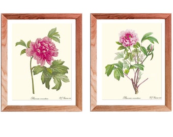 Pink Botanical Wall Art Set, Peony wall art, Pink Botanical Print Set, Pink flower print set, Pink flower wall art, Pink botanical print set