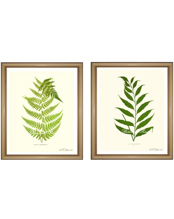Fern Print Set. Fern wall art. Pair of fern prints. Botanical | Etsy