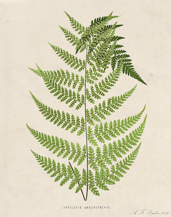 Fern Prints set. Vintage fern prints. Fern print wall art. | Etsy