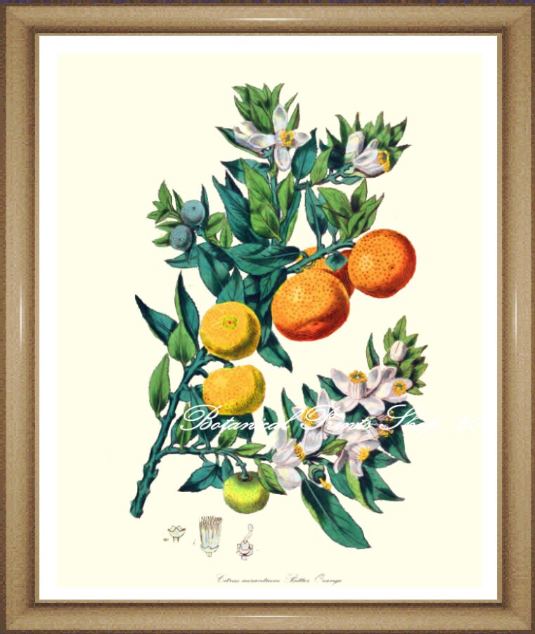 Citrus Print. 3 Oranges Print. Fruit Print. Fruit Wall Art. Etsy