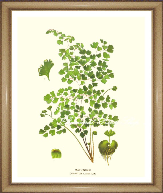 Fern Wall Art Botanical Fern Print Fern Print 35 Fern Etsy