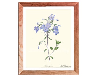 Blue Botanical wall Art, Blue Flower wall Art,  Blue Flower wall Art, Botanical Wall Art, Blue Flower Poster, Phlox wall art,